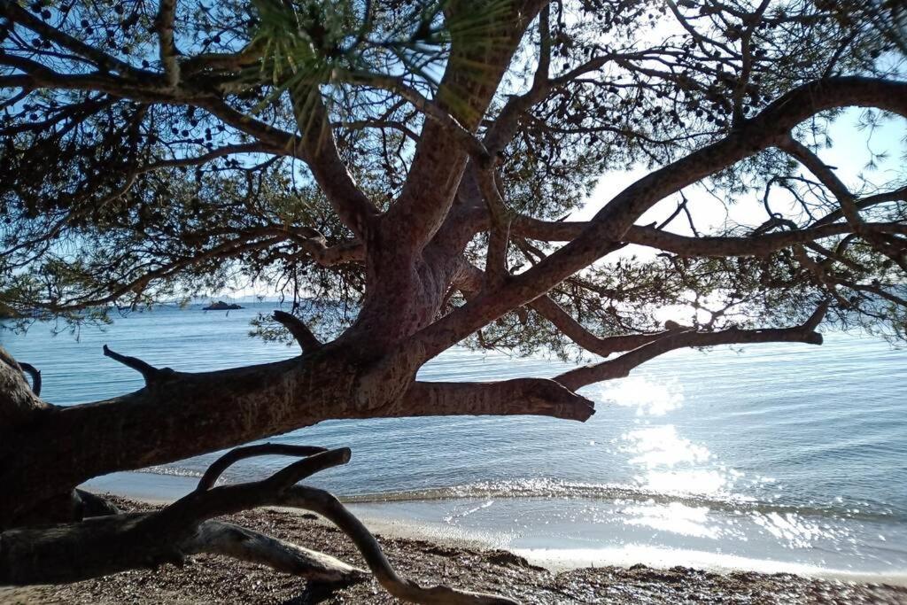 Face Mer Entre Plage Et Marina Bormes-les-Mimosas Eksteriør bilde